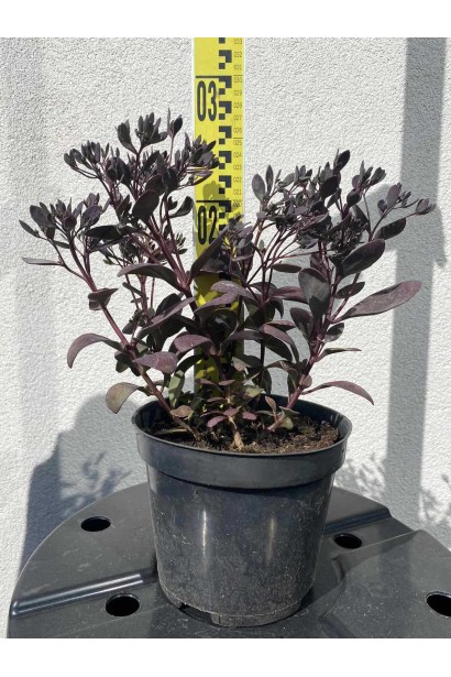 Очиток гібридний Плам Даззлед - 3л/вис.20-30см/Ø20-30см